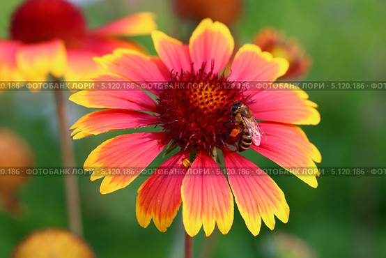 Гайлардия (лат. Gaillardia). Цветок растения и пчела на нем крупным планом. Стоковое фото, фотограф Григорий Писоцкий / Фотобанк Лори