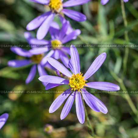 Galatella angustissima (Tausch) Novopokr. (семейство Asteraceae) - Солонечник узколистный. Цветущее растение. Стоковое фото, фотограф Евгений Мухортов / Фотобанк Лори