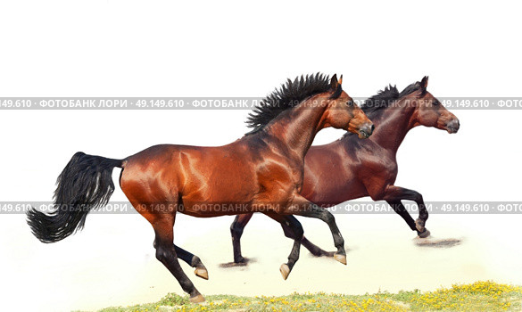 galloping beautiful  breed  horses over white. Стоковое фото, агентство Ingram Publishing / Фотобанк Лори