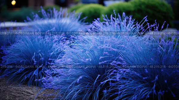 garden blue fescue ai generated. Стоковое AI-изображение, AI-художник Vectorwin / Фотобанк Лори