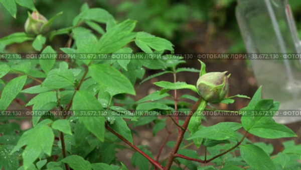 Gardener hands spraying a liquid insecticide at peony in flower bed. Стоковое видео, видеограф Сергей Старуш / Фотобанк Лори