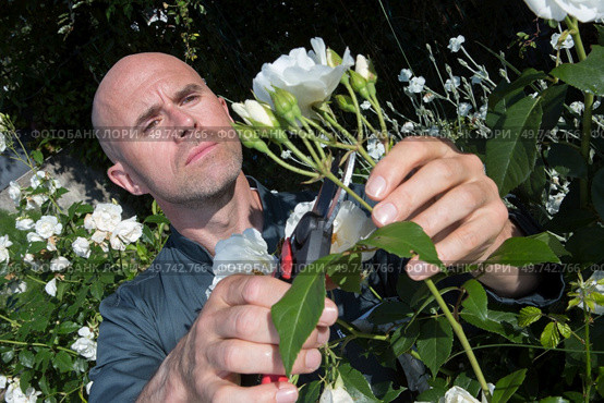 gardener pruning the flowers. Стоковое фото, агентство Ingram Publishing / Фотобанк Лори
