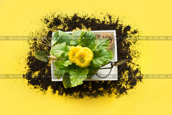 Gardening background with gerbera, tolls and flowers plant in box on yellow background. Top view. Стоковое фото, фотограф Светлана Лажко / Фотобанк Лори