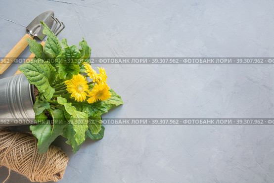 Gardening background with yellow gerbera, tolls and garden flowers plant on gray concrete background. Top view. Стоковое фото, фотограф Светлана Лажко / Фотобанк Лори