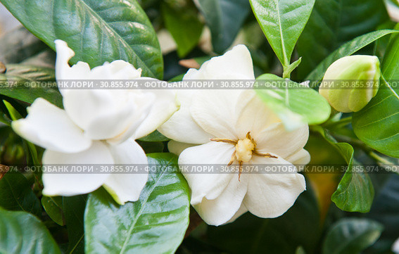 Гардения жасминовидная (Gardenia jasminoides). Белые цветы крупным планом. Стоковое фото, фотограф E. O. / Фотобанк Лори