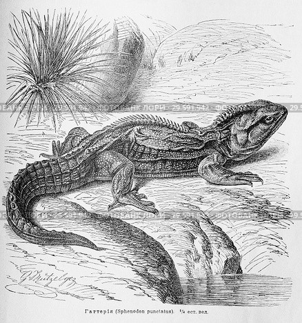 Гаттерия (sphenodon punctatus) - рисунок  из книги А. Брэма "Жизнь животных", 1896 г. Стоковая иллюстрация, иллюстратор Вера Смолянинова / Фотобанк Лори
