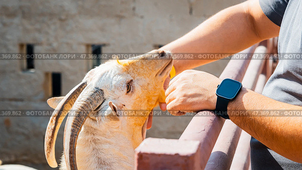 General view of a goat with the placenta still hanging, cleaning its newborn calf in the sahara desert, Merzouga. Стоковое фото, фотограф Feruza Tashmetova / Фотобанк Лори