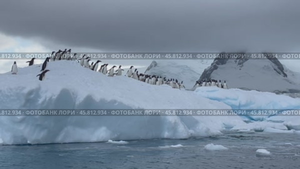 Gentoo Penguins find safety from a leopard seal on an Antarctic iceberg. Стоковое видео, видеограф Vladimir / Фотобанк Лори