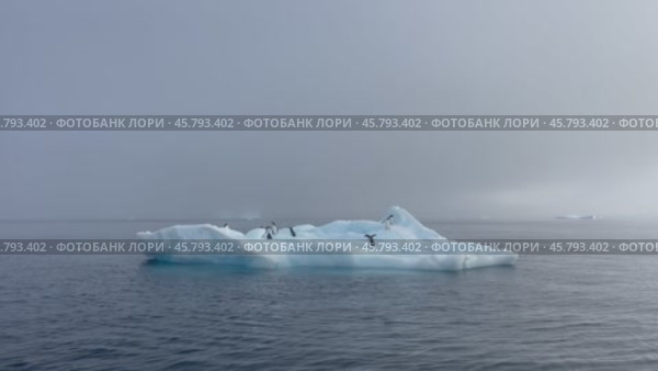 Gentoo Penguins on iceberg in Antarctica. Стоковое видео, видеограф Vladimir / Фотобанк Лори
