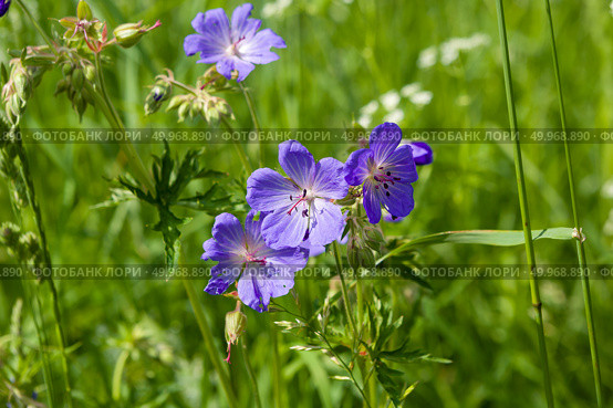 Герань луговая (Geranium pratense) Стоковое фото, фотограф Ирина Яровая / Фотобанк Лори