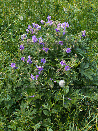 Герань луговая (Geranium pratense) среди травы. Стоковое фото, фотограф Елена Орлова / Фотобанк Лори