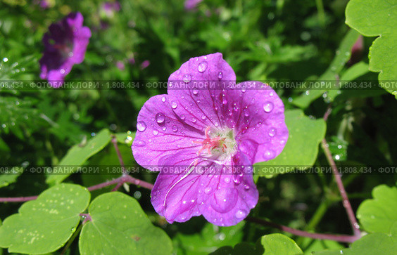 Герань в каплях дождя (Geranium), семейство Гераниевые. Стоковое фото, фотограф Заноза-Ру / Фотобанк Лори