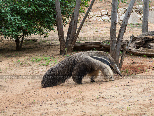 Giant anteater walks in the zoo. Стоковое фото, фотограф Наталья Волкова / Фотобанк Лори