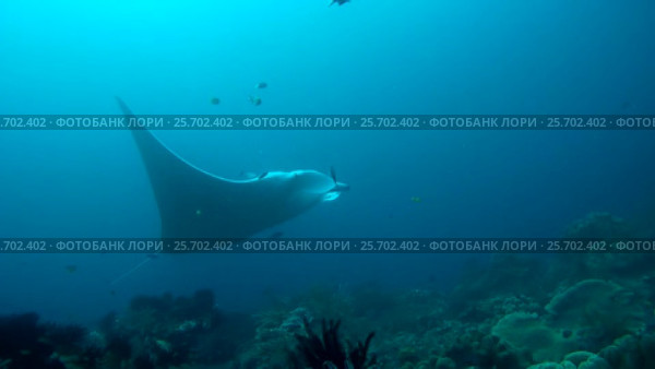 Giant oceanic manta ray - Manta birostris, Floats in blue water over a coral reef, Oceania, Indonesia, Southeast Asia. Стоковое видео, видеограф Некрасов Андрей / Фотобанк Лори