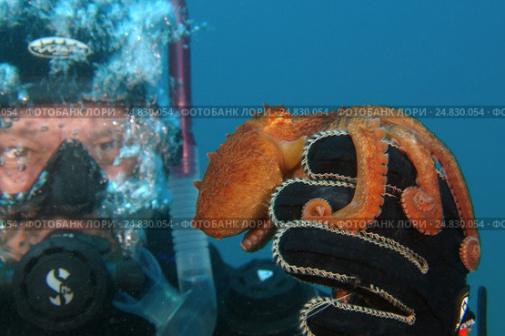 Giant Pacific octopus or North Pacific giant octopus (Enteroctopus dofleini) Japan sea, Far East, Primorsky Krai, Russian Federation. Стоковое фото, фотограф Некрасов Андрей / Фотобанк Лори