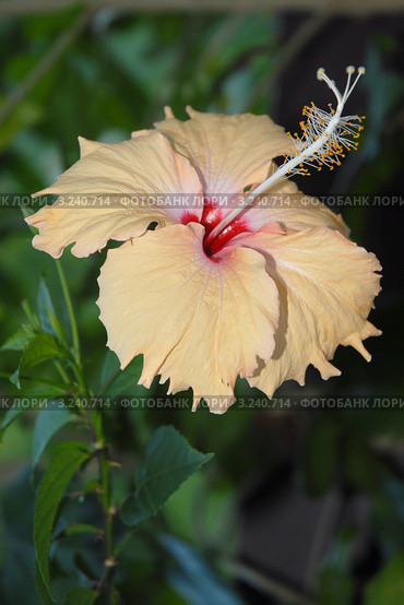 Гибискус. (Hibiscus rosa sinensis Malvaceae) Стоковое фото, фотограф Svet / Фотобанк Лори