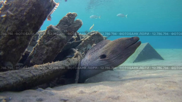 Гигантская мурена (Gymnothorax javanicus) прячется под затонувим судном, Красное море, Марса-эль-Алам, бухта Абу-Дабаб, Египет. Стоковое видео, видеограф Некрасов Андрей / Фотобанк Лори
