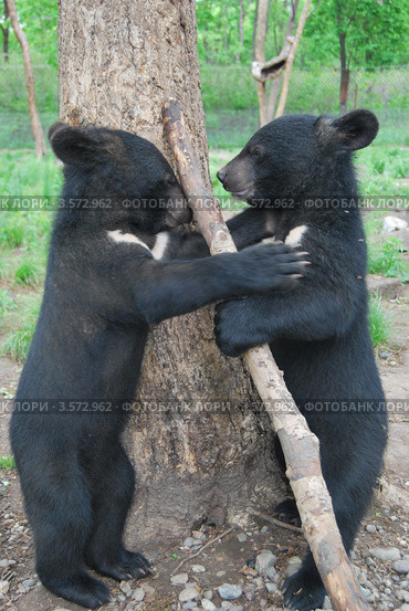 Гималайские медвежата (Ursus thibetanus) Стоковое фото, фотограф syngach / Фотобанк Лори