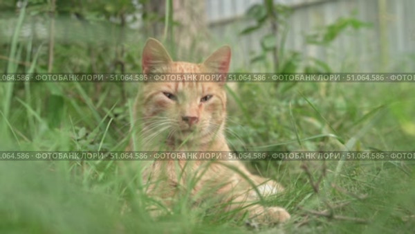 Ginger cat relaxing in green grass. Стоковое видео, видеограф Андрей Знаменский / Фотобанк Лори