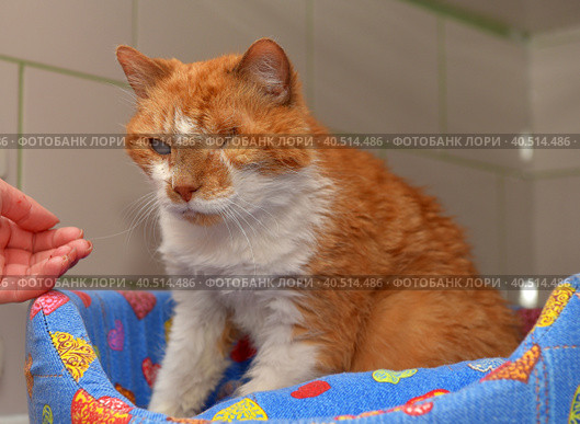Ginger cat with an eyesore at an animal shelter. Стоковое фото, фотограф Анна Кривицкая / Фотобанк Лори
