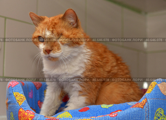 Ginger cat with an eyesore at an animal shelter. Стоковое фото, фотограф Анна Кривицкая / Фотобанк Лори