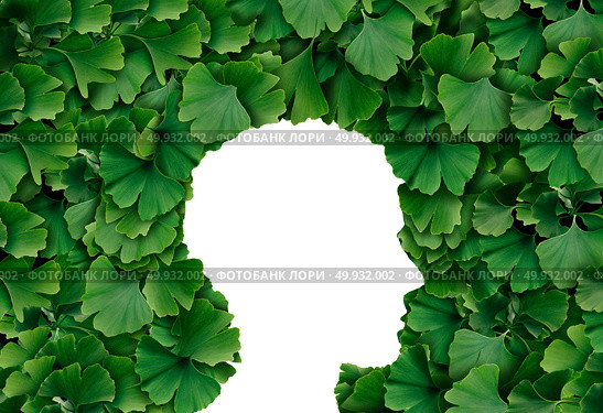 Ginkgo Biloba leaf Human head profile as a herbal medicine concept and natural phytotherapy medication symbol for healing. Стоковое фото, агентство Ingram Publishing / Фотобанк Лори