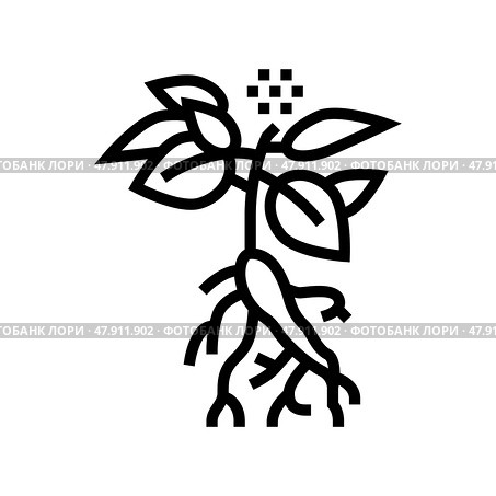 ginseng plant line icon vector illustration. Стоковая иллюстрация, иллюстратор Vectorwin / Фотобанк Лори
