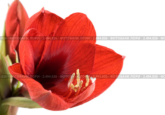 Гиппеаструм (Hippeastrum) Стоковое фото, фотограф Наталья Волкова / Фотобанк Лори