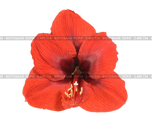 Гиппеаструм (Hippeastrum) Стоковое фото, фотограф Наталья Волкова / Фотобанк Лори