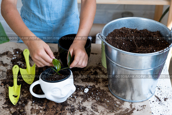 Girl transplants a potted houseplant philodendron into a new soil with drainage. Potted plant care, watering, fertilizing, hand sprinkle the mixture with a scoop and tamp it in a pot. Hobby and environment. Стоковое фото, фотограф Ольга Симонова / Фотобанк Лори