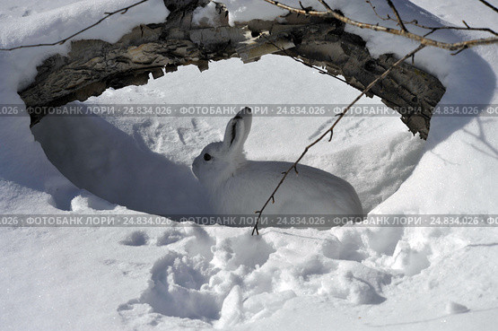Гижигинский заяц в укрытии. Стоковое фото, фотограф Владимир Зыков / Фотобанк Лори