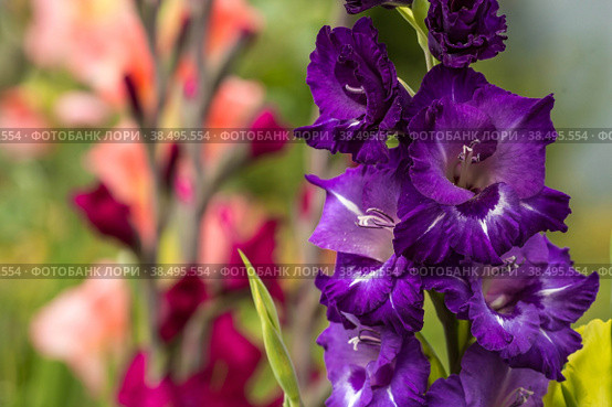 Gladiolus, sword-Lily, purple and yellow gladiolus bloom in the garden. Close-up of gladiolus flowers. Bright gladiolus flowers in summer. Large flowers and buds on a green background. Стоковое фото, фотограф Photojuli / Фотобанк Лори