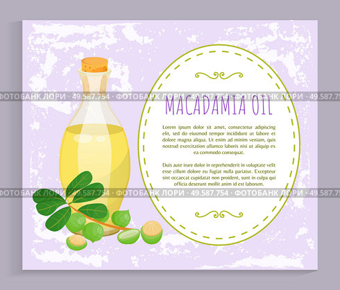 Glass bottle with liquid inside and closed with bung. Branch with green leaves and maroochi plant. Space with information about natural oil made from macadamia nuts. Vector illustration in flat style. Macadamia Oil in Vessel, Maroochi Nuts near Bottle. Стоковая иллюстрация, агентство Ingram Publishing / Фотобанк Лори