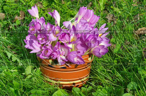 Глиняный горшок с цветами безвременника (Colchicum) на траве. Стоковое фото, фотограф Елена Коромыслова / Фотобанк Лори
