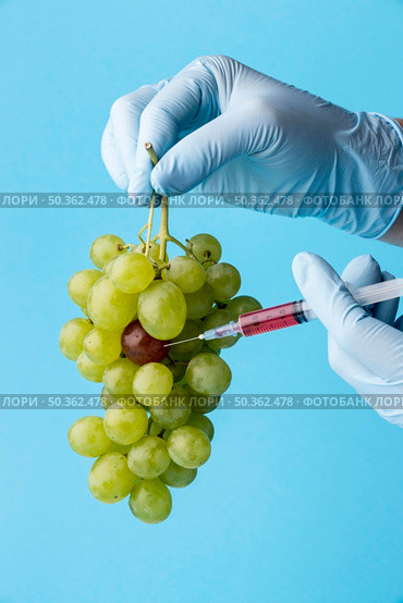 gmo chemical modified food grapes. Стоковое фото, агентство Ingram Publishing / Фотобанк Лори