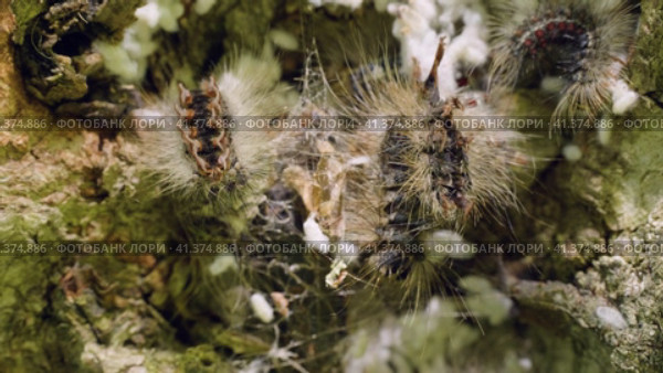Гнездо гусениц непарного шелкопряда (Lymantria dispar) на стволе дерева. Сaterpillar nest of a gypsy moth (Lymantria dispar) on a tree trunk. Стоковое видео, видеограф Евгений Романов / Фотобанк Лори