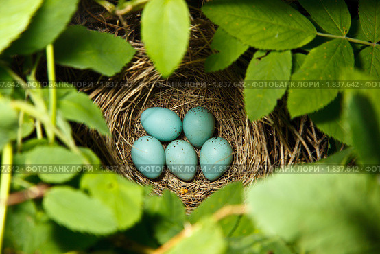 Гнездо с яйцами. Чечевица обыкновенная, Carpodacus erythrinus. Стоковое фото, фотограф Василий Вишневский / Фотобанк Лори