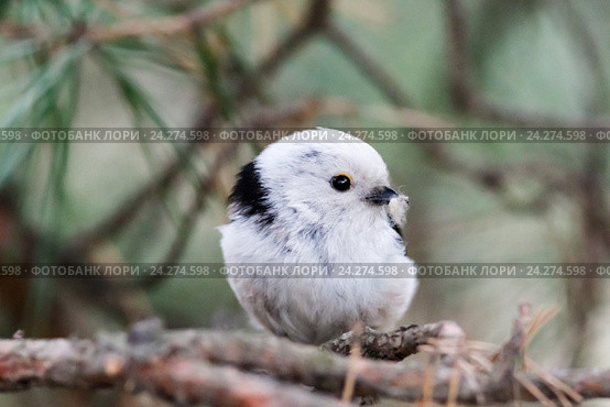 Гнездо. Синица длиннохвостая, Aegithalos caudatus. The nest of the Long-tailed Tit in nature. Стоковое фото, фотограф Василий Вишневский / Фотобанк Лори