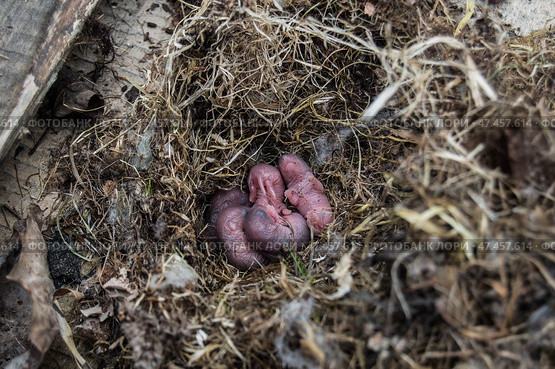 Гнездо со слепыми мышатами. Стоковое фото, фотограф Роман Иванов / Фотобанк Лори
