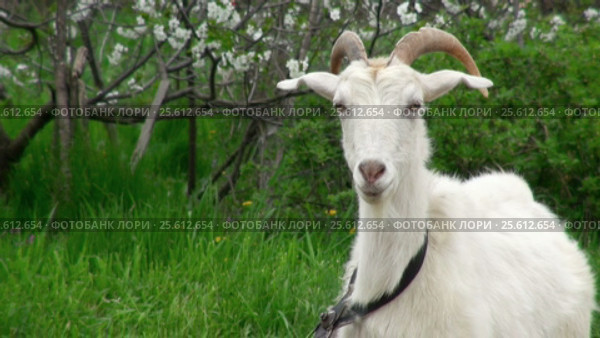 Goat on green meadow. Стоковое видео, видеограф Андрей Зык / Фотобанк Лори