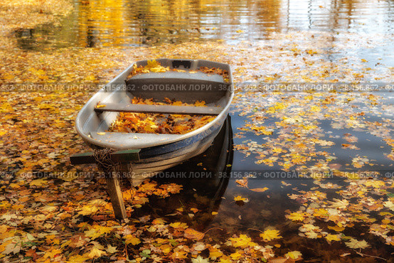 Golden Autumn. Стоковое фото, фотограф Юлия Бабкина / Фотобанк Лори