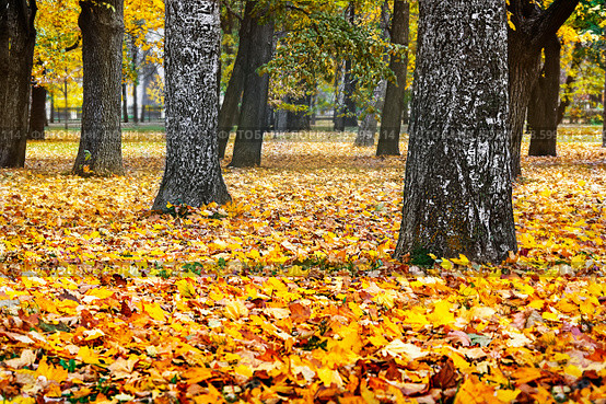 Golden autumn landscape, yellow leaves in the forest or park, beautiful autumn background. Стоковое фото, фотограф Светлана Качанова / Фотобанк Лори