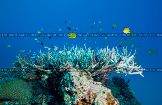 Golden Damselfish swim around a coral head topped with Elkhorn Coral, Fiji. Michael Wood/Stocktrek Images/TASS. Стоковое фото, агентство ТАСС / Фотобанк Лори