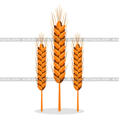 Golden organic unprocessed bread spikes isolated vector illustration on white background. Seeds to grind, make flour and bakery products.. Golden Organic Bread Spikes Isolated Illustration. Стоковая иллюстрация, агентство Ingram Publishing / Фотобанк Лори