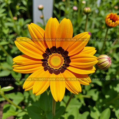 Golden petals of coreopsis flowers contrast beautifully against the green foliage, creating a cheerful display in the garden during a sunny summer day Generative AI. Стоковое AI-изображение, AI-художник Юлия Петровская / Фотобанк Лори