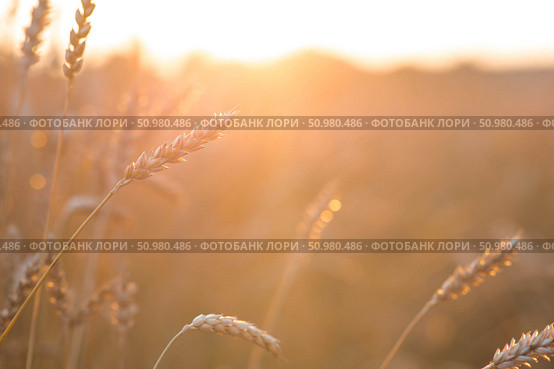 Golden wheat ears against the backdrop of the setting sun. Close-up of an agricultural plant. Concept of planting and harvesting a bountiful harvest. Rural landscape. Стоковое фото, фотограф Photojuli / Фотобанк Лори