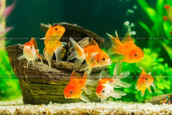 Goldfish in aquarium with green plants. Стоковое фото, агентство Ingram Publishing / Фотобанк Лори