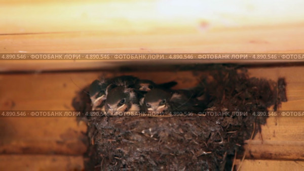 Голодные птенцы ласточки в гнезде. Стоковое видео, видеограф Кекяляйнен Андрей / Фотобанк Лори
