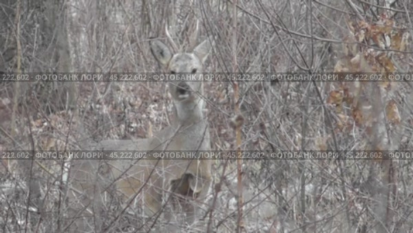 Голос самца сибирской косули. Стоковое видео, видеограф Александр Мамонтов / Фотобанк Лори