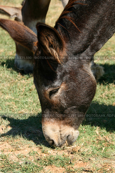 Голова пасущегося домашнего ослика (Equus asinus) Стоковое фото, фотограф Щеголева Ольга / Фотобанк Лори